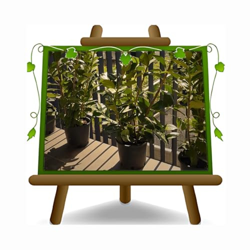 EURO PLANTS VIVAI Lauro Ceraso Cerasus Pianta da Siepe Altezza 130-140 cm Vaso 22 cm