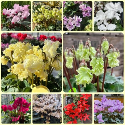 Semi di ciclamino - semi di d'appartamento Ciclamino persico, Le perenni sono da giardino 200pcs