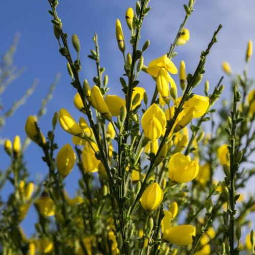 ginster kübelpflanzen herbstblumen gartenpflanzen exotische 500samen