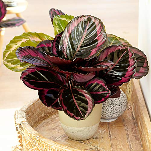 Calathea Surprise Star | 25-35 cm Zimmerpflanze im Topf | Ideal fürs Zuhause oder das Büro