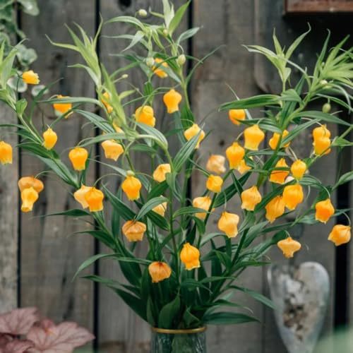 Semillas de Sandersonia aurantiaca, de balcón resistentes Semillas de la de lirio de linterna, silvestres Decoración de sala de estar de 150pcs