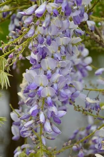 Chinesischer Duft-Blauregen – Wisteria sinensis ‘Caroline’ – Ø15cm – ca. 65cm hoch – Schnellwachsende & winterharte Kletterpflanze mit dunkelblau-lila Blütentrauben