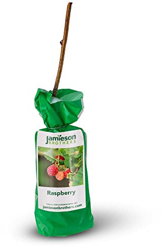 Jamieson Brothers Spring Planting Bare Root Premium Fruit Bush/Shrub - Ideal for Grow Your Own Fruit Tree - Can be Grown in pots of Soil (Raspberry)