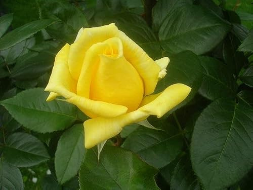 Rosal de Pie Bajo Amarillo Una Joya Floral para tu Espacio Exterior