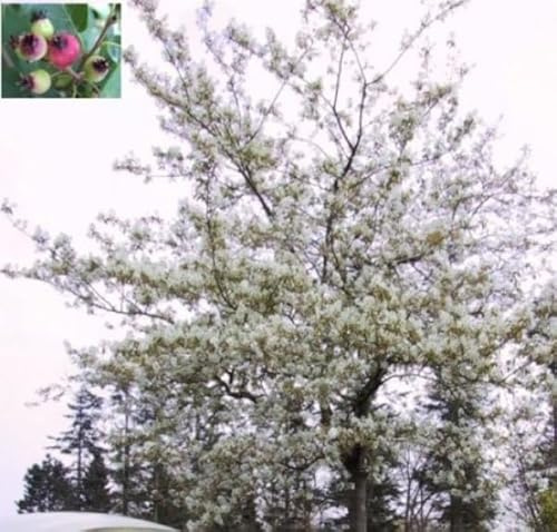 Amelanchier lamarckii - Kupfer-Felsenbirne Größe 60-80 cm