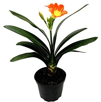 Clivia Natural Hermosa Planta Viva de Flores Naranja en Maceta
