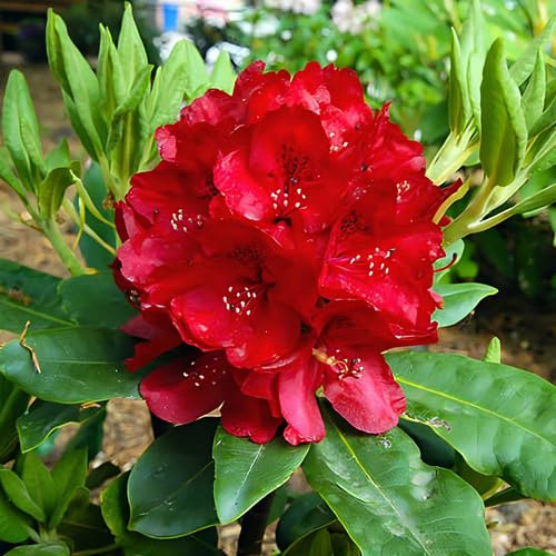 100pcs Red Rhododendron Flower Seeds
