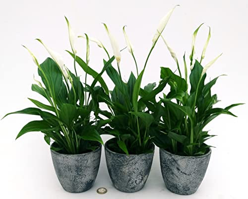 POWERS TO FLOWERS - SPATIFILLO 3 PIANTE IN VASO CERAMICA RUSTICO, VASO 12CM, SPATHIPHYLLUM, Piante vere