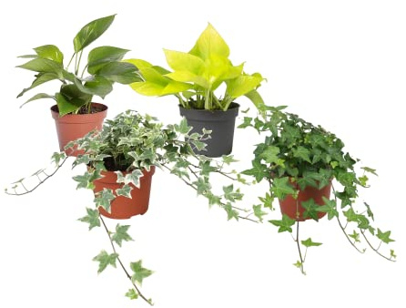 Plantas Trepadoras DECOALIVE Pack Iniciación: Potho Común, Potho Neón, Hiedra Verde y Hiedra Variegata