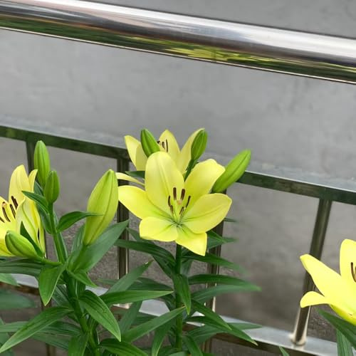lirios de primavera prado de abejas bulbos temprana Camas elevadas para el jardín prado bonsái interior jardín 8pcs