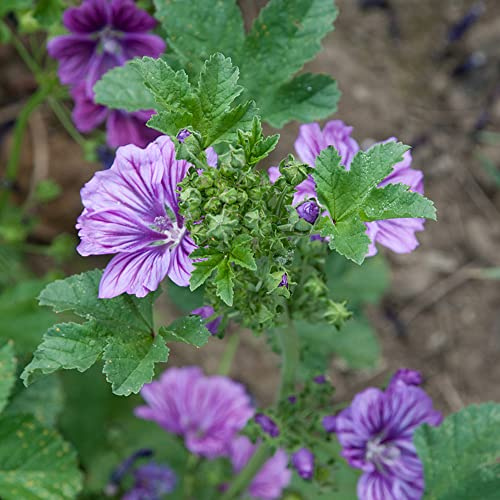 semi di malva per l' di semi ombra selvatici per balcone tappezzanti resistenti al freddo decorazione organica 650semi