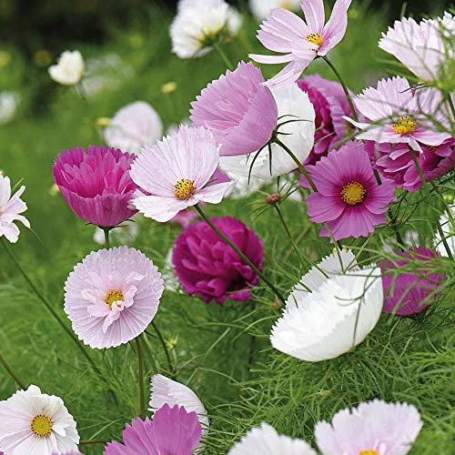 Cosmos Bippinnatus ‘Cupcakes and Saucers’ 1 Packet (50 Seeds) by Thompson and Morgan