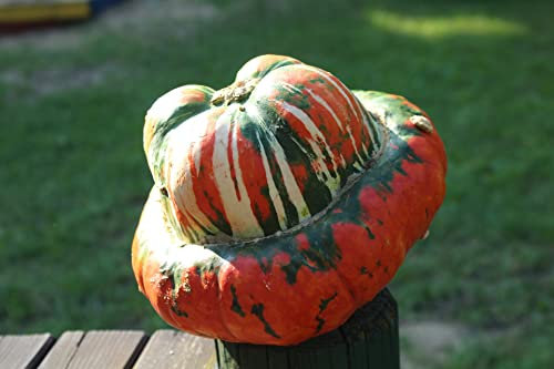 Lot de 25 Graines de Potiron-Giraumon Potimarron - Plante Annuelle - Chair orangée très tendre et douce - Très peu caloriques et riche en nutriments - Idéal en Soupe et Gratins