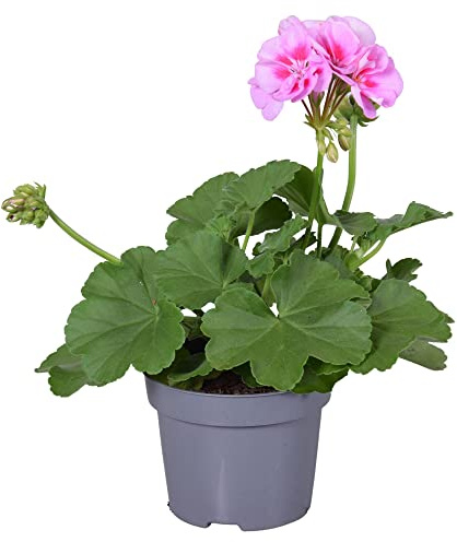 Geranio Rosa Claro DECOALIVE Planta Natural con Flores Rosa Claro