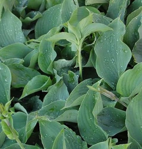 Funkie Empress Wu - Hosta cultorum