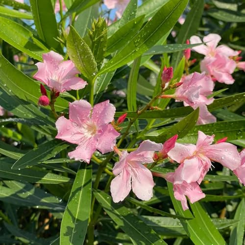 oleander, baumsamen schnell wachsende oleander baumsamen garten winterhart schnittblumen minigarten 25samen
