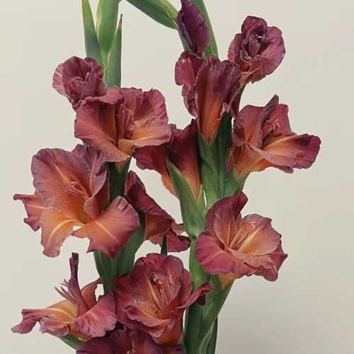 bulbi di gladioli resistenti giardino e balcone per zone 25pcs
