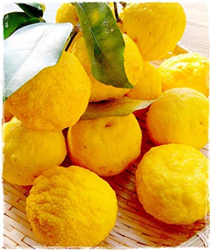 Usine de YUZU Citrus Junos - en pot : Ø 22 cm - H. 70/80 cm