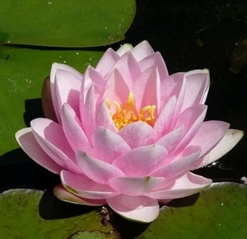 Teichpflanzen Seerosen : Nymphaea Chameleon - Seerose  Madame Wilfrom Gonnere  winterhart Pflanztiefe bis 150 cm