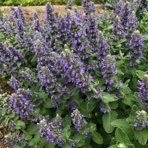 katzenminze mehrjährig winterhart - garten indoor kräutergarten für balkon 800samen