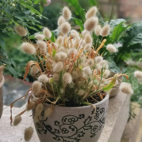 hasenschwanzgras bunny tails, ziergräser winterharte kübelpflanzen zimmerbonsai grünpflanzen zimmerpflanzen deko balkonpflanzen 250samen