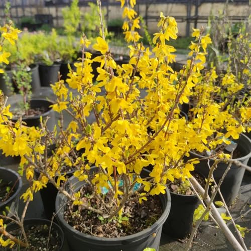 Forsythia gartendeko für draußen pflanzendeko indoor garten blumenstauden balkon garten hängepflanzen winterhart mehrjährig blühende rankpflanzen sträucher winterhart blühend 500samen
