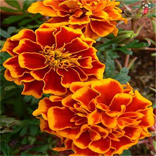 Generic Fresh 100 Stück Ringelblumensamen zum Pflanzen von Orangenmischungen