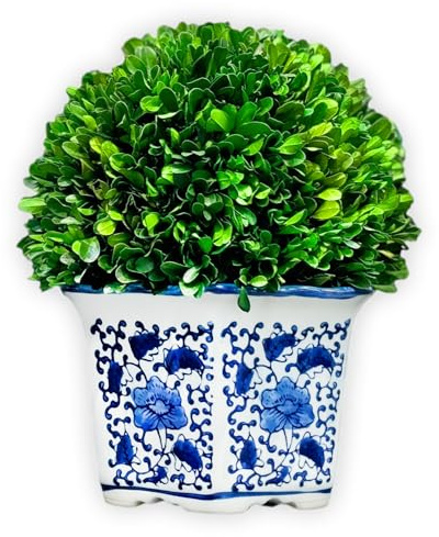 Galt International 11 Naturally Preserved Real Boxwood Ball in Hand-Painted Blue & White China Pot Planter Green Indoor Plant Home Decor (11 Tall Topiary)