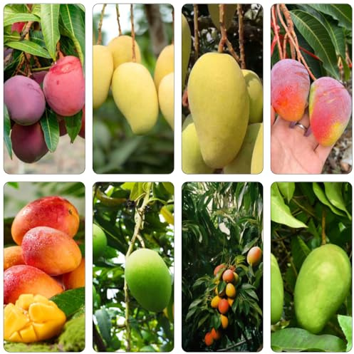 mangobaum pflanzenkübel baumsamen obstbäume biosaatgut gartenpflanzen säulenobstbäume zimmerpflanze obstbaum mango bio spalierobst hochbeet für balkon säulenobst topfpflanzen draußen 16samen