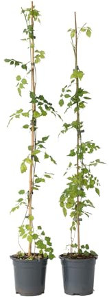 Plant in a Box - Campsis Radicans XL - juego de 2 - planta de jardín - planta trepadora - Naranja - ⌀17 cm - Altura 110-120 cm