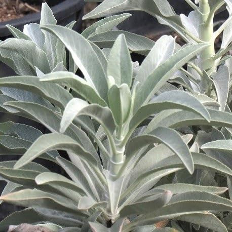 Nouveau frais 100pcs graines de plantes de sauge blanche