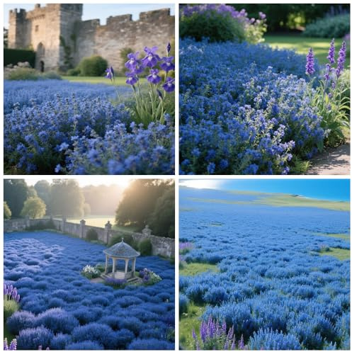 20000+ Timo Strisciante blu per piantare all'aperto, giardino, Per la copertura del prato