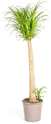 Beaucarnea Recurvata – Elefantenfuß – Zimmerpflanze – Ø27cm – 120cm – Pflegeleichte Sukkulente mit markantem Stamm – Luftreinigende Pflanze für Zuhause & Büro