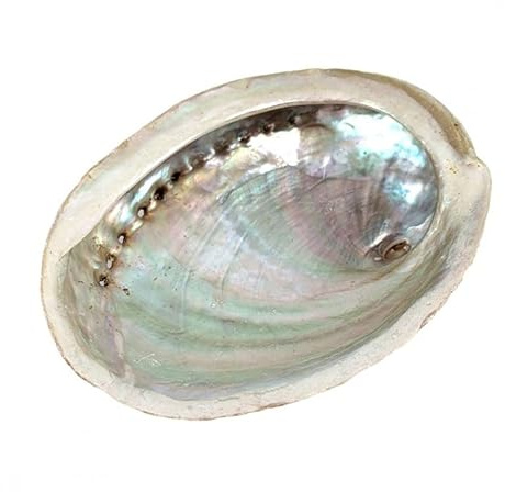 Coquille d'Ormeau/Abalone Naturelle 10-12cm