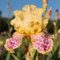 Bulbos de iris, iris, seleccionados, colores raros, de bajo mantenimiento, decoración de jardín-15Bulbos-D