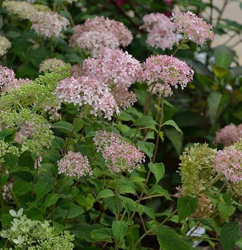 Ballhortensie Marshmellow 40-60cm - Hydrangea arborescens - lebende Gartenpflanze aus den Baumschulen