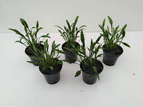 1 Topf Cryptocoryne Parva/Kleiner Wasserkelch lebende Aquariumpflanzen Vordergrund Nano