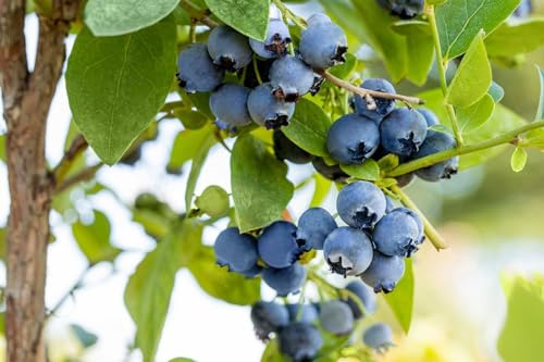 Heidelbeere Vaccinium corymbosum Bluejay 40-60 cm Strauch winterhart | Suess-aromatische Beeren, ertragreiche Ernte, sonniger bis halbschattiger Standort, ideal fuer Garten und Balkon