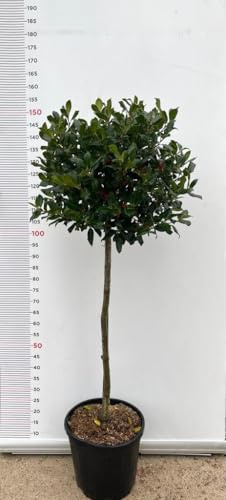 Planta Acebo Mutchagara Nelly Compatible Con Stevens 1/2 Tallo Florero Clt 18 (Foto Real)