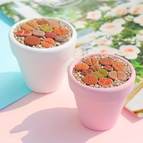 piedras vivas - semillas de plantas suculento plantas de jardín rocas resistentes balcón bonsái en macetas resistentes exóticas piedra en macetas suculentas reales planta 400pcs