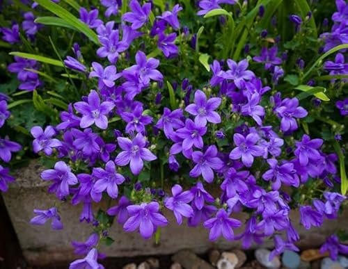 100 graines de fleurs de campanule violette fraîches et neuves