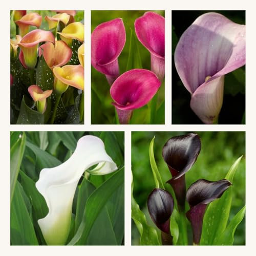 Calla Lily/Zantedeschia Mixed x 5 Large Flower Bulbs/Corms Beautfiul Bright Colourful Summer Flowers. Easy to Grow