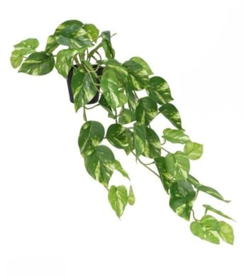 Gerimport Pot Monstera - Potus x 51-62 cm