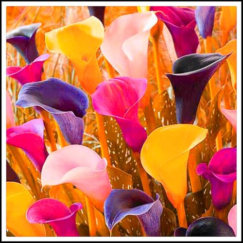 Winterhart pflanzen, Blumenzwiebel Mix, Luftreinigung, Lebende Pflanzen,Mysteriöse magische Glühbirne, Mehrjährige Blumenzwiebel ist winterhart-2 Calla Lilien zwiebeln