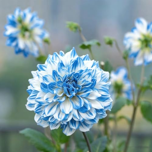 tubérculos de dalia cultivar balcón jardín rizoma decoración 2pcs