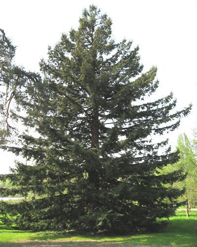 Séquoia de Californie, Sequoia sempervirens, i semi dell'albero (60 graines)