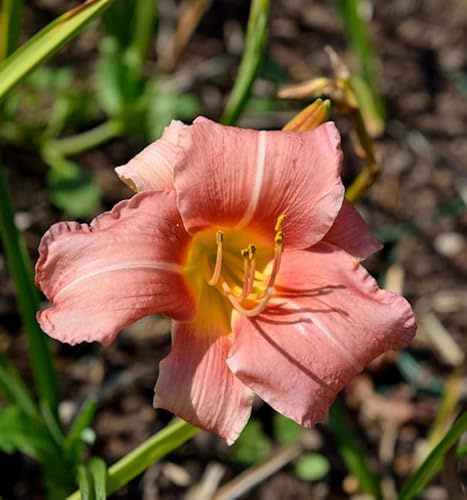 Taglilie Bed of Roses - Hemerocallis - lebende Gartenpflanze aus den Baumschulen