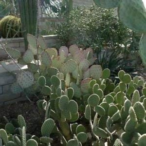 Mélange De Graines De Figues De Barbarie (Opuntia Species Mix)