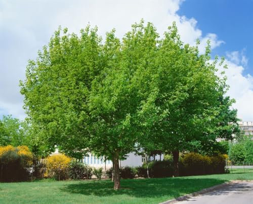 Acer negundo 100–125 cm – Winterhart, Mehrjährig, Pflegeleicht – Eschen-Ahorn – Heckenpflanze für Garten & Sichtschutz