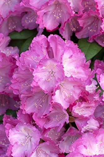 Rhododendron yak. 'Polaris' 40-50 cm - Rhododendron, rosa Blüten, Blütezeit April-Mai, ideal für halbschattige Standorte, winterhart und pflegeleicht